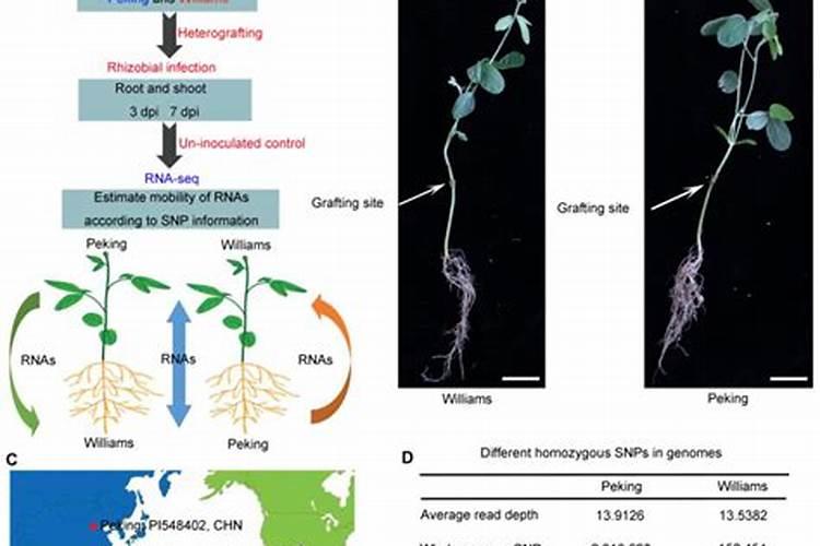 大豆根瘤菌的共生固氮作用有哪些？