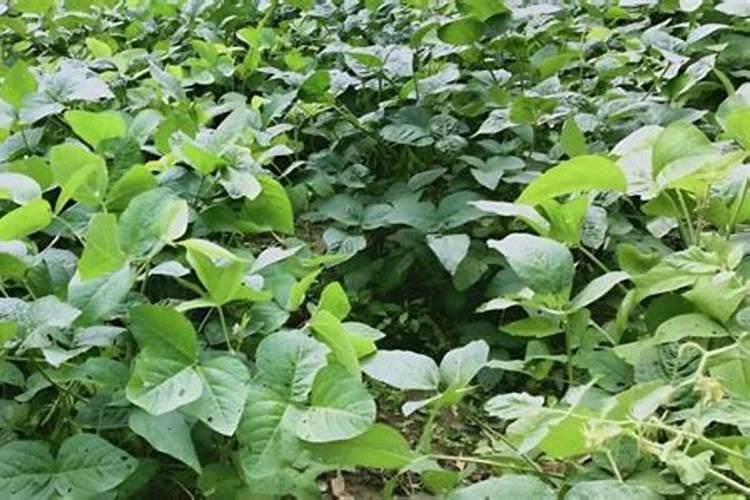 大豆种植需要施什么肥料？