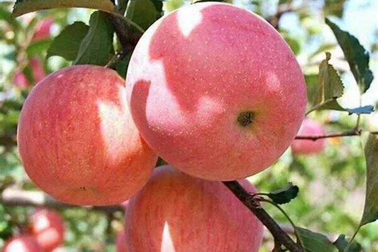 苹果需肥特点及平衡施肥技术