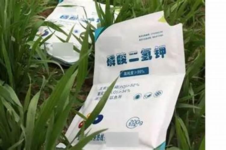 生姜喷施磷酸二氢钾的作用