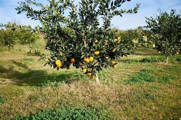 柑橘移植后怎么管理？柑橘树施什么肥好？