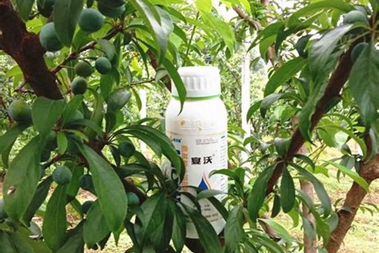 果树喷雾叶面肥哪种好点耐用？
