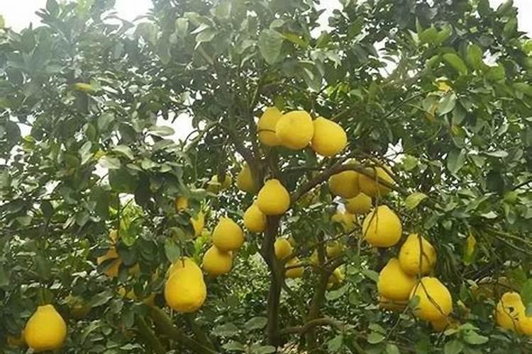 沙田柚什么只开花不结果,有哪些防止措施？