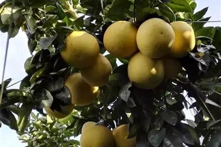 想要提高柚子的座果率,都该掌握哪些管理技巧？