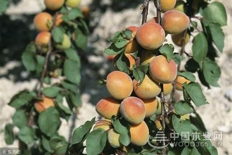 李树施肥时间和方法 李树怎么施肥比较好