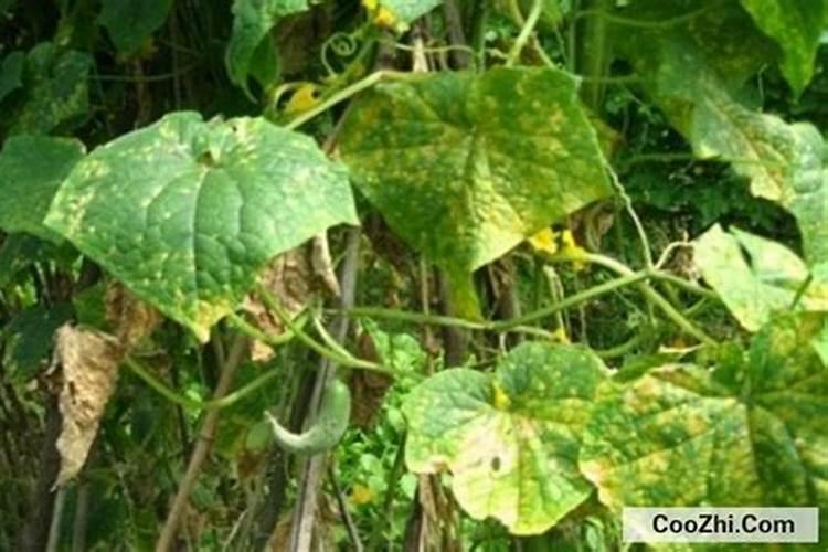 黄瓜叶子发黄怎么办
