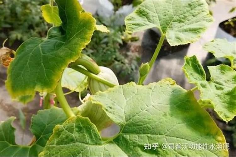 黄瓜叶子发黄是什么原因怎么办？(