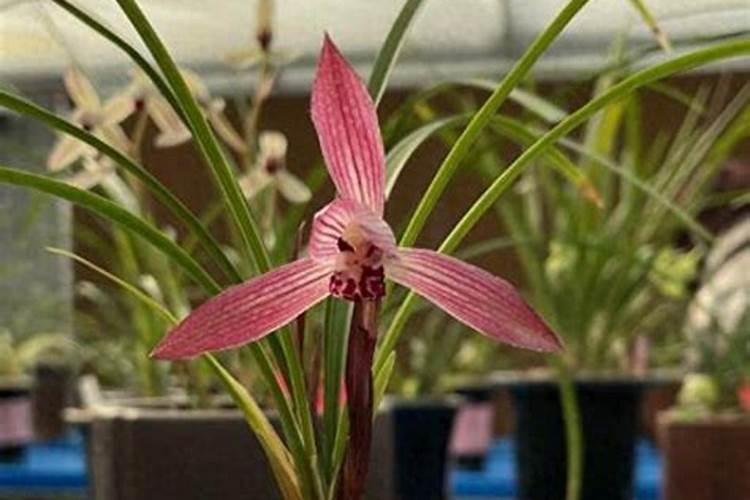 兰花叶面肥的正确使用方法和用量