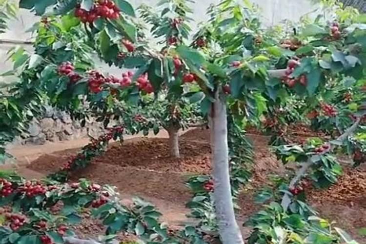 大樱桃对施肥有哪些要求？