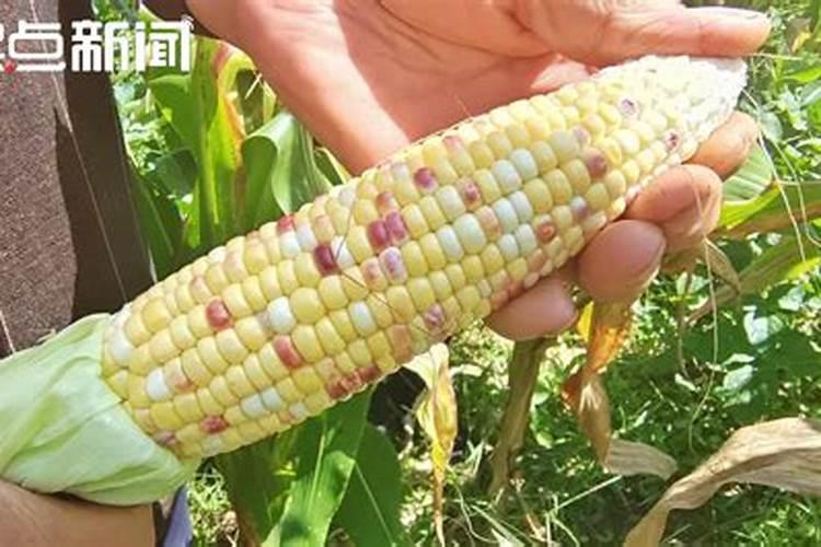 要让糯玉米快速成熟该怎么做