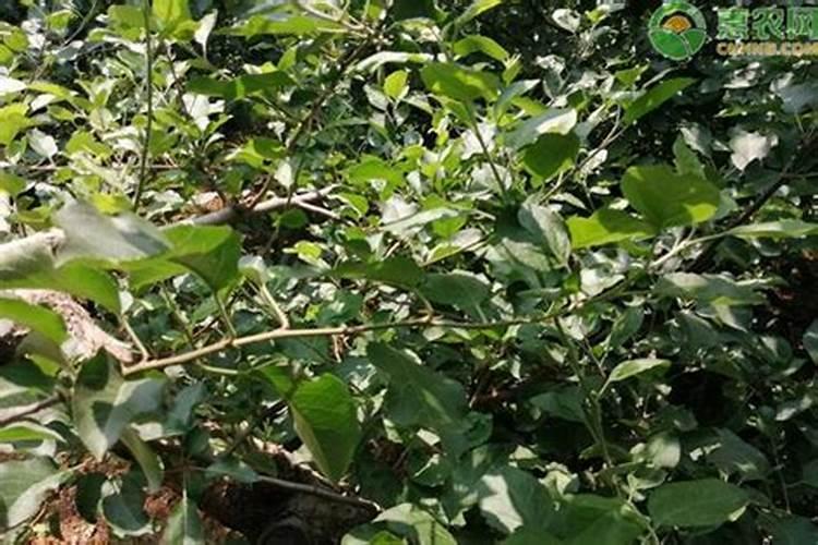 苹果树旺长不结果怎么办(控制苹果树枝条旺长的方法)