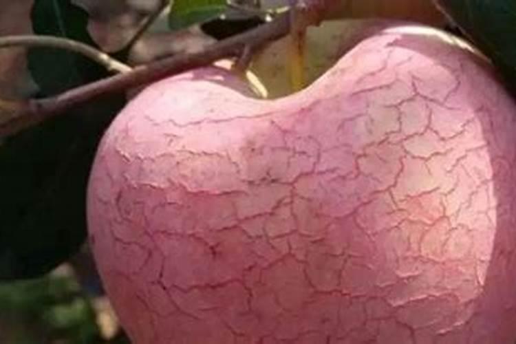 苹果水裂纹怎么回事