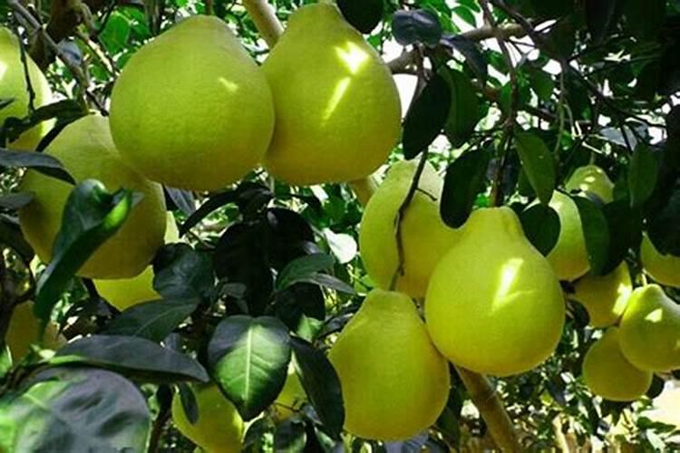 沙田柚氮肥什么时候用最佳效果好？