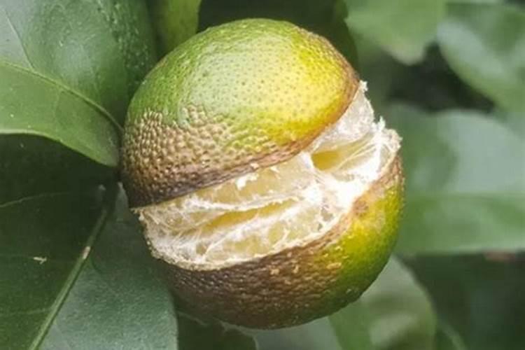 柑橘裂果是什么原因,柑橘如何防裂