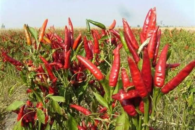 我想知道小米辣椒一年种植几次 每次什么时候开始种植 什么时候收获 收获...