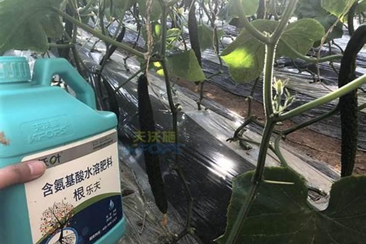 要想黄瓜口感好,冲什么样的肥料