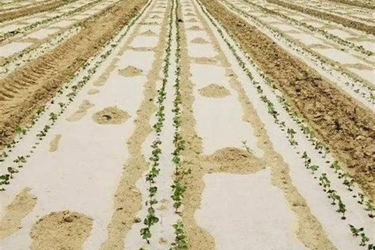 进口化肥真的比国产的好吗？