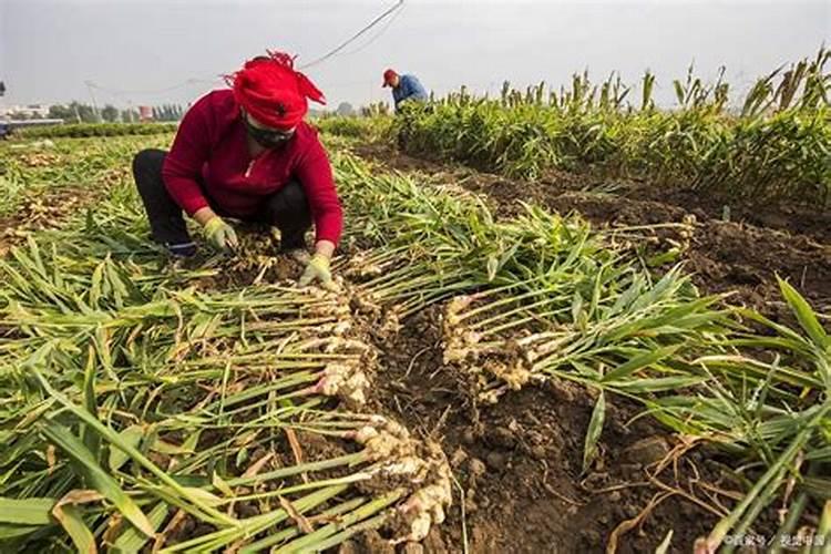 小黄姜的栽培技术