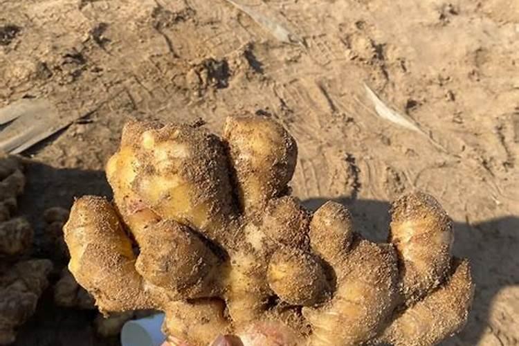 云南种植的小黄姜,能在江西景德镇种植吗？