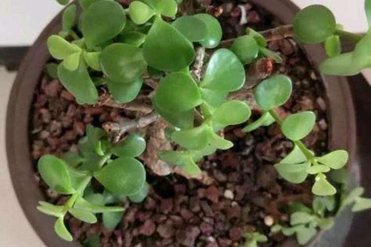 金枝玉叶怎么施肥 用什么肥料好