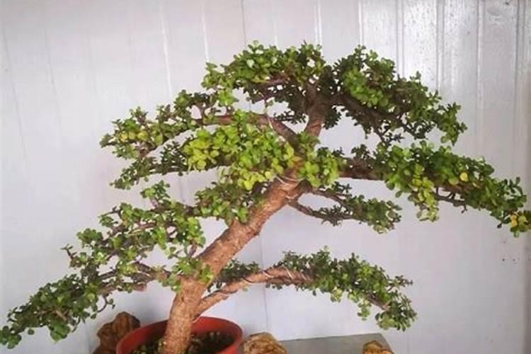 金枝玉叶浇什么肥料合适