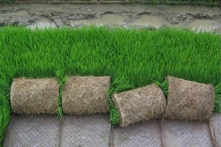 一季稻什么时候开始育苗？苗床土应该怎么配制？