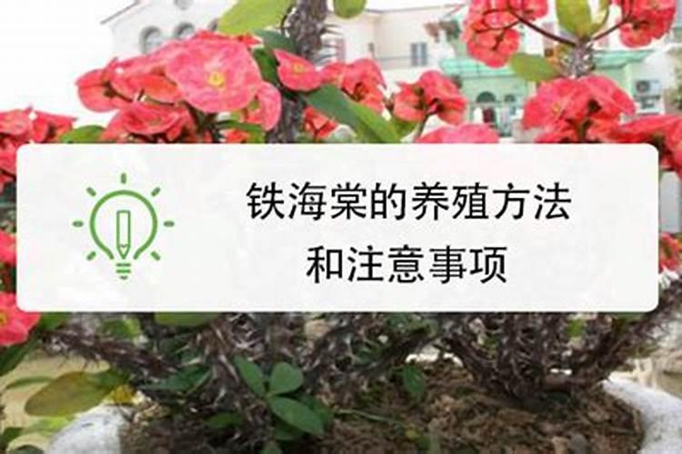 大花虎刺梅的养殖方法步骤