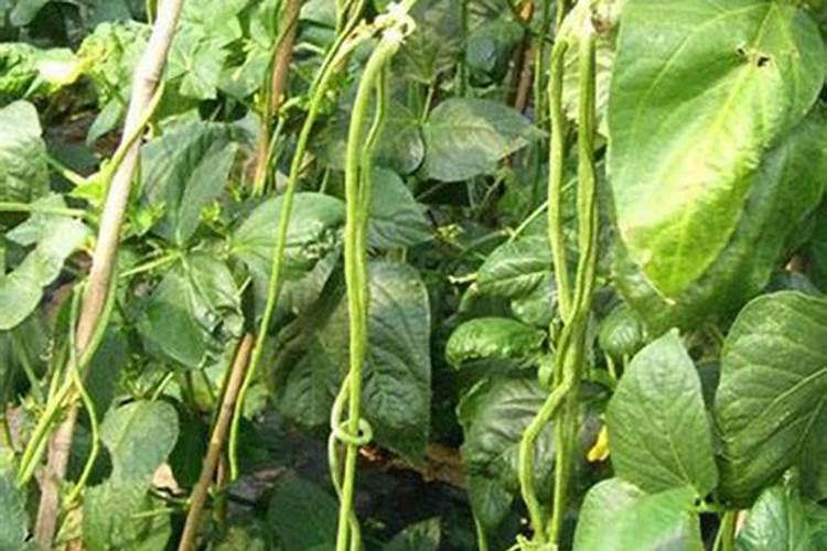 豆角保花保果用什么肥料好？豆角怎么施肥又长又直？