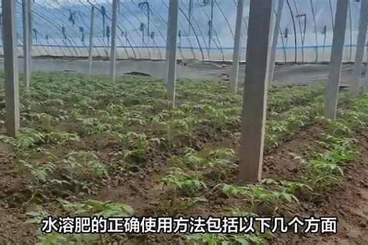 水溶肥的正确使用方法