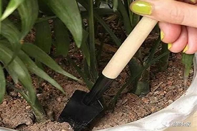 二铵养花使用技巧二铵怎么在花盆中使用