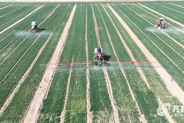 小麦喷施杀虫杀菌剂叶面肥几天能浇水？