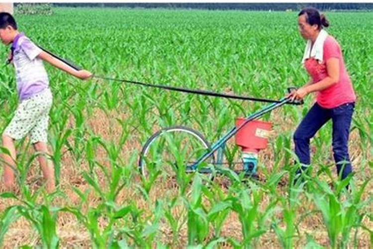 夏玉米施肥技术有哪些