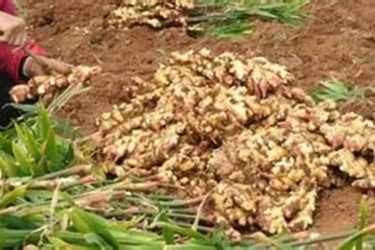 生姜常见施肥误区 生姜怎么施肥