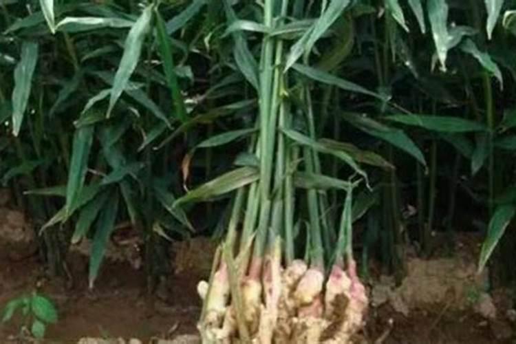 种植生姜,要避开哪些误区,才不会导致生姜产量降低？