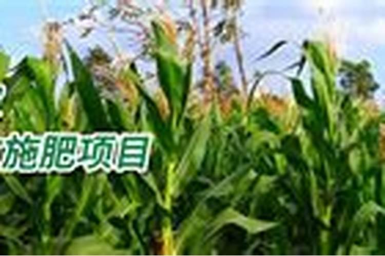 硫酸铵的施用方法及注意事项有哪些？