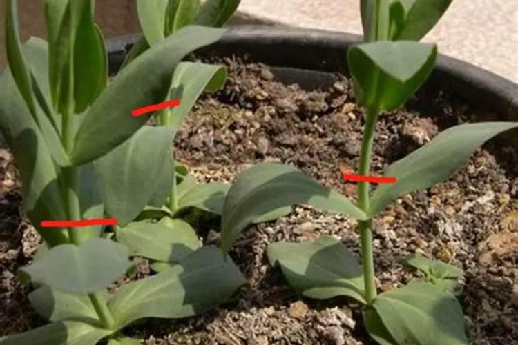 洋桔梗打顶后施什么肥