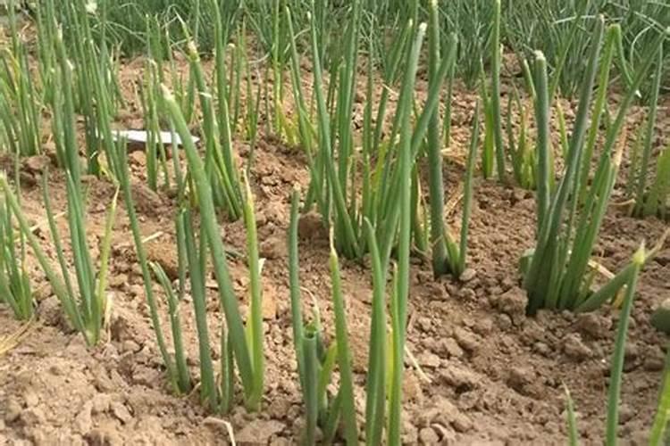小葱用什么肥料长得快(种小葱需要喷施什么叶面肥)