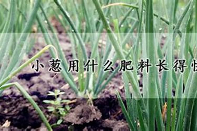 小葱用什么肥料长得快