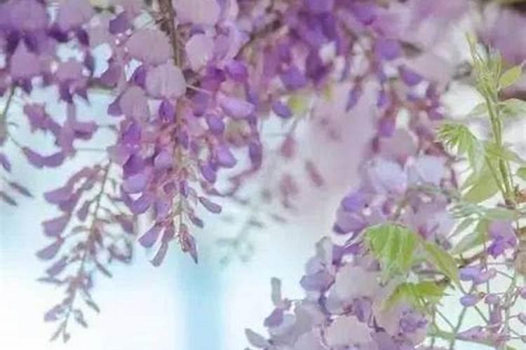 紫藤花清新淡雅,如何养护才能开花又多又美？