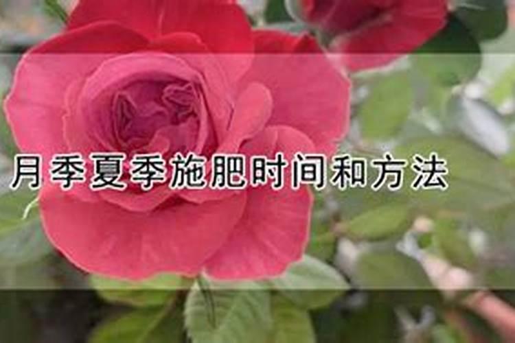 月季夏季施肥时间和方法