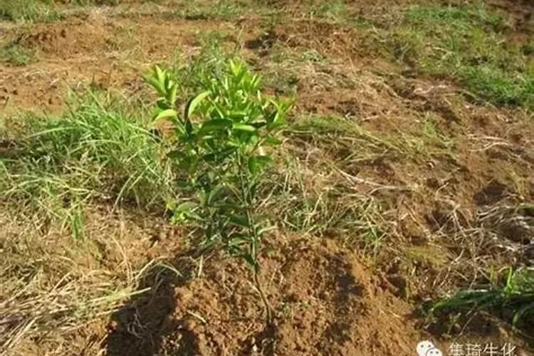 柑橘幼树根系发育不好用什么调节剂