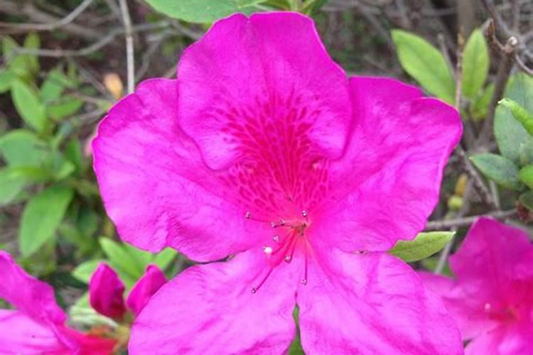 帮忙看看这是什么花？