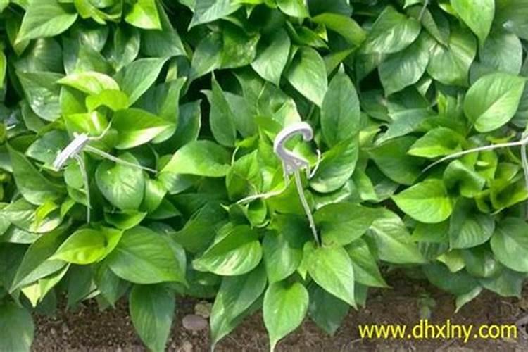 绿萝喷叶面肥好吗