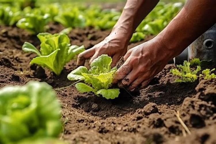 蔬菜种植补钙技巧蔬菜种植怎么补钙