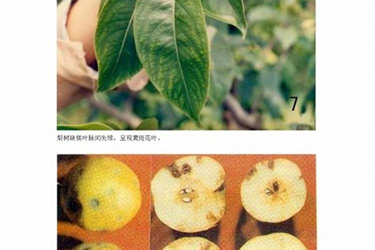 梨树缺磷有何表现？怎样矫正？