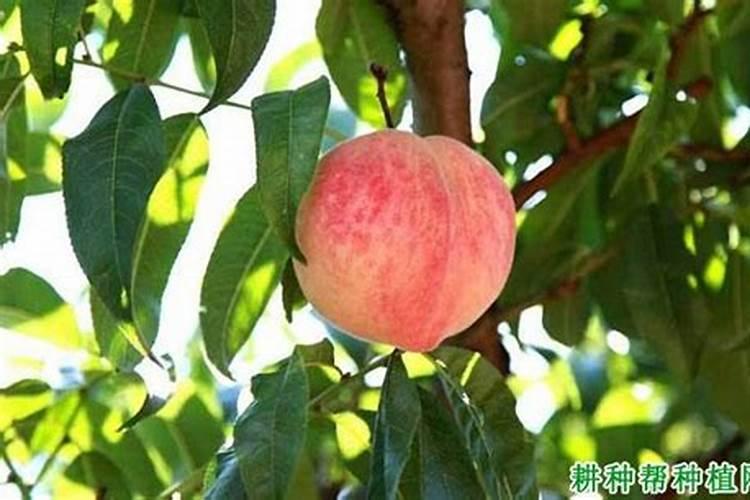 桃树的需肥特性是怎样的？