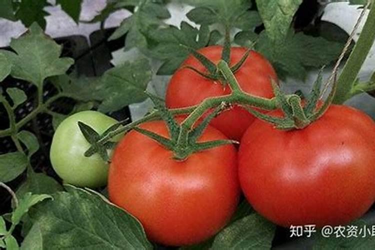 西红柿膨大果实用什么肥好