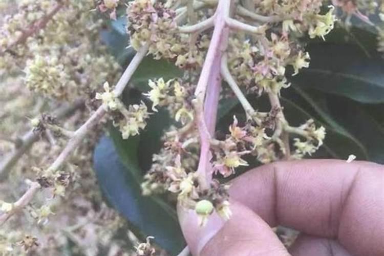 芒果花期如何保花保果？