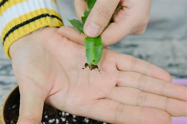 如何养蟹爪兰,蟹爪兰扦插方法