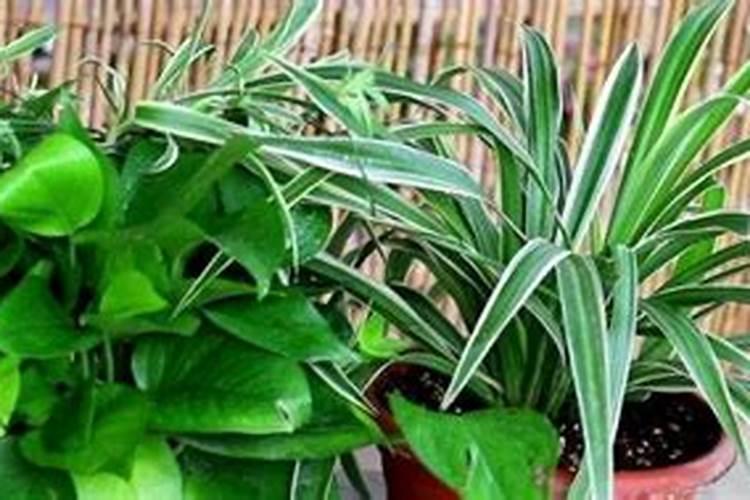 水养绿萝施什么肥